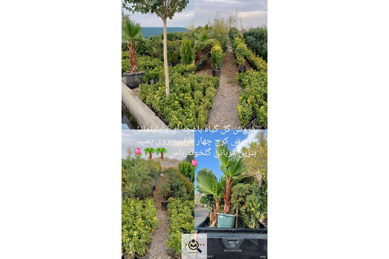 گلخانه گل های یاس در چهارباغ کرج