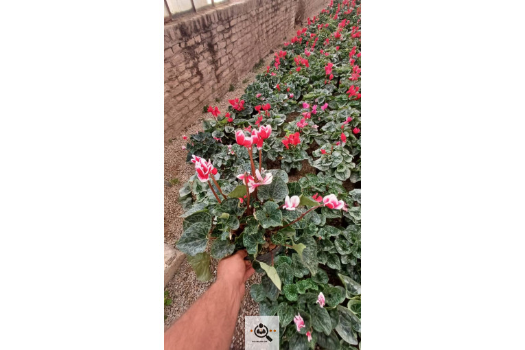 گلخانه گل های یاس در چهارباغ کرج