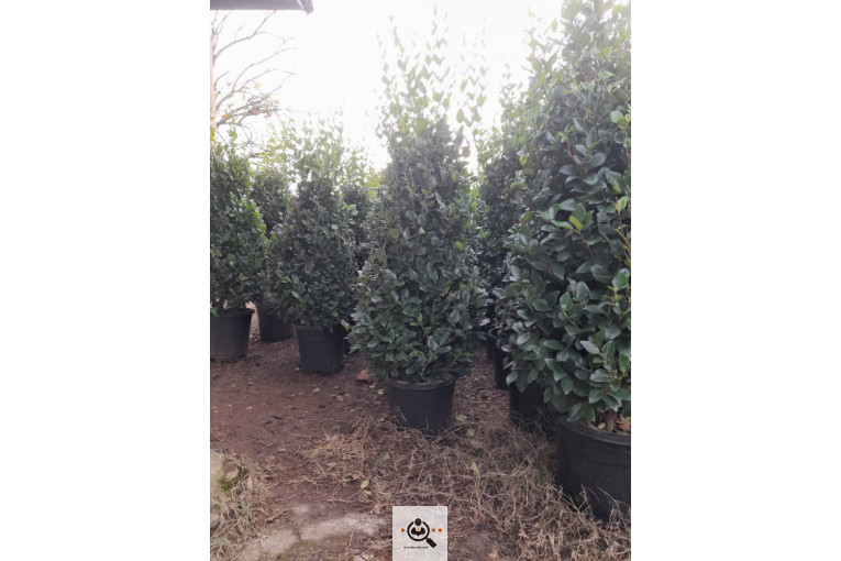 گلخانه گل های یاس در چهارباغ کرج