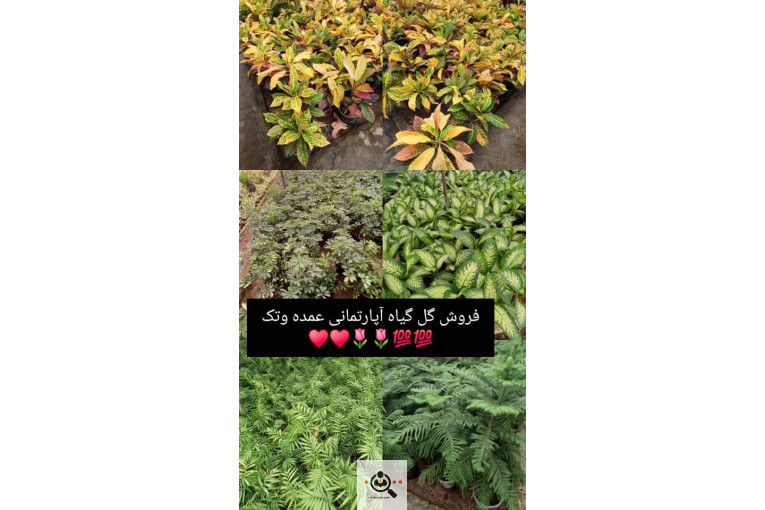 گلخانه گل های یاس در چهارباغ کرج