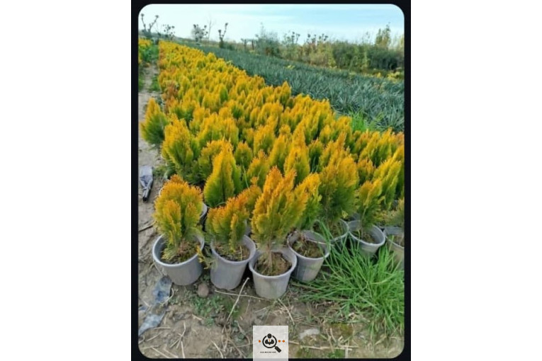 گلخانه گل های یاس در چهارباغ کرج