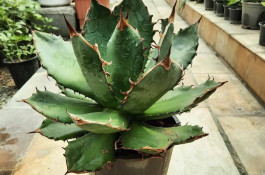 گلخانه الف در مشهد