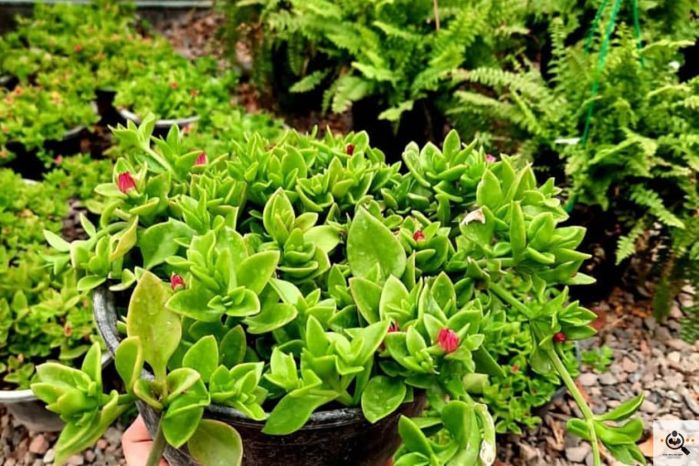 گلخانه الف در مشهد