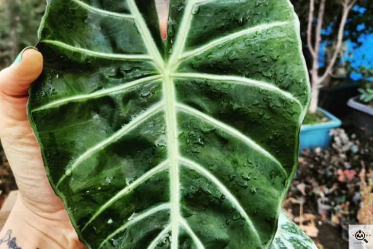 گلخانه الف در مشهد