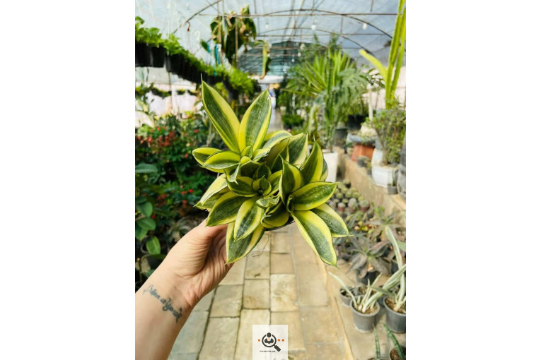 گلخانه الف در مشهد