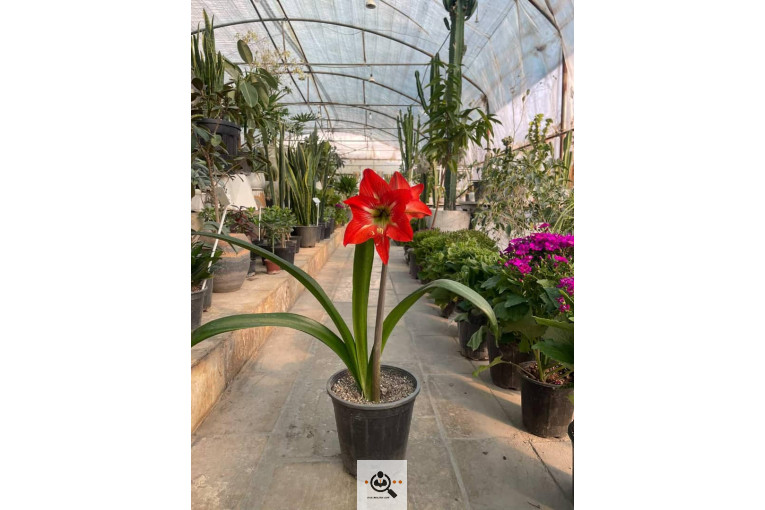 گلخانه الف در مشهد