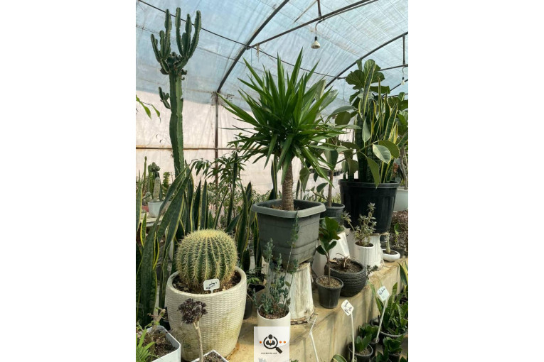 گلخانه الف در مشهد