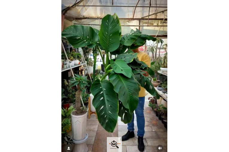 گلخانه الف در مشهد