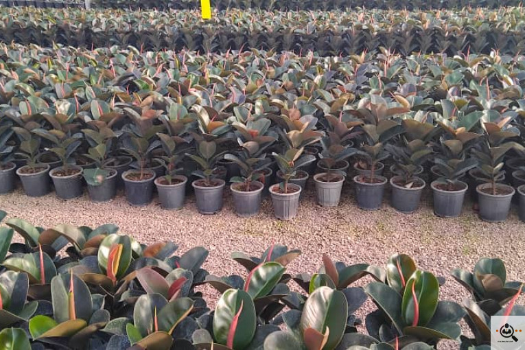  گلستان آرش در محلات