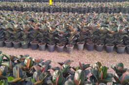  گلستان آرش در محلات