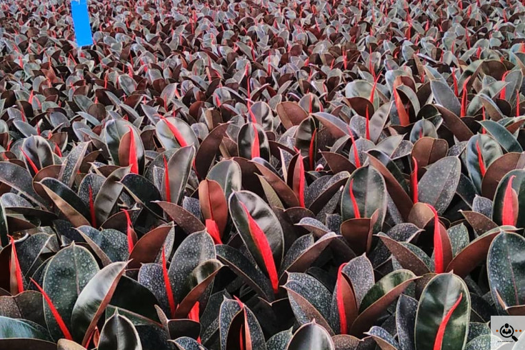  گلستان آرش در محلات