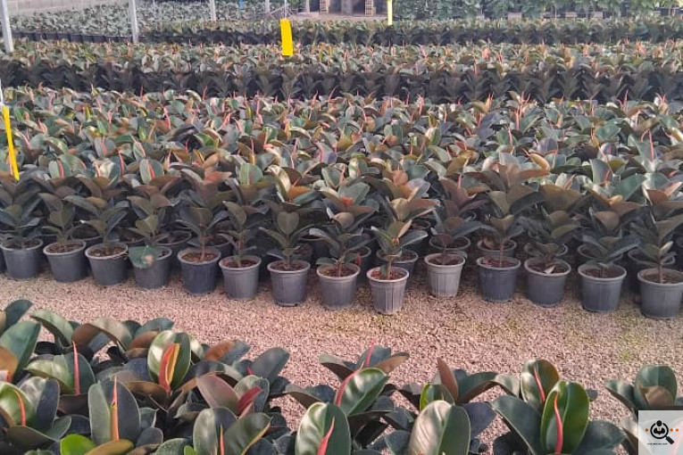  گلستان آرش در محلات