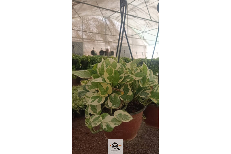 گلسرای آران در مریوان