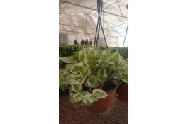 گلسرای آران در مریوان