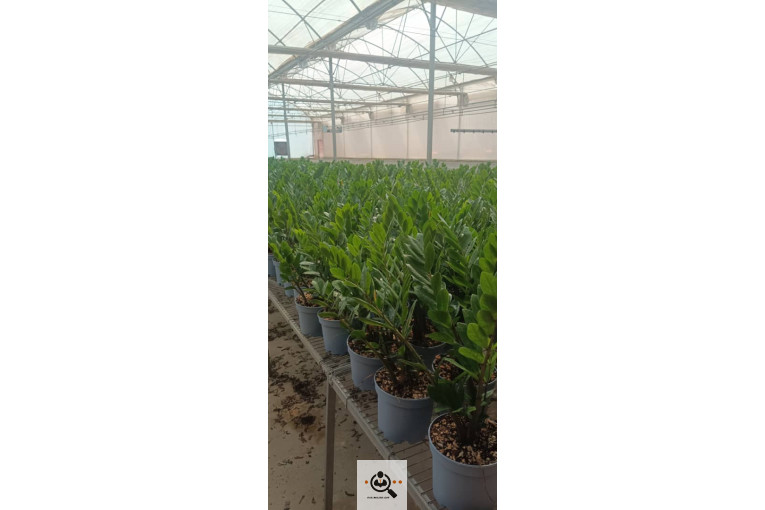 گلسرای آران در مریوان