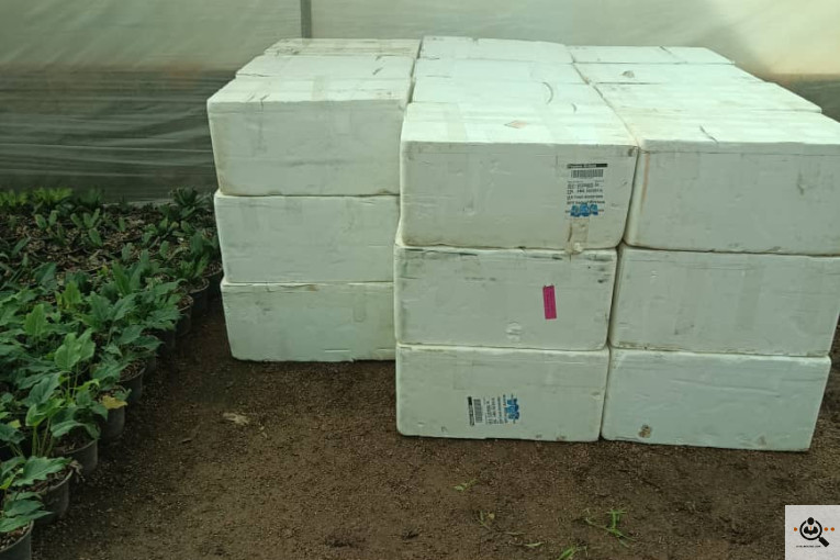 گلسرای آران در مریوان