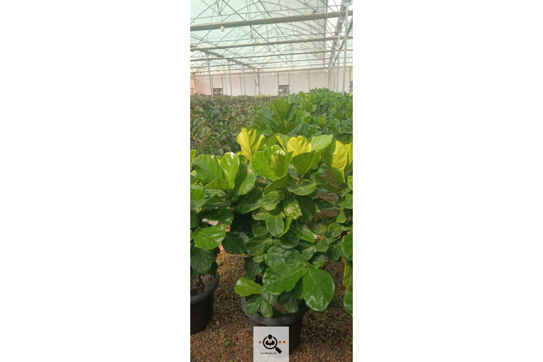 گلسرای آران در مریوان