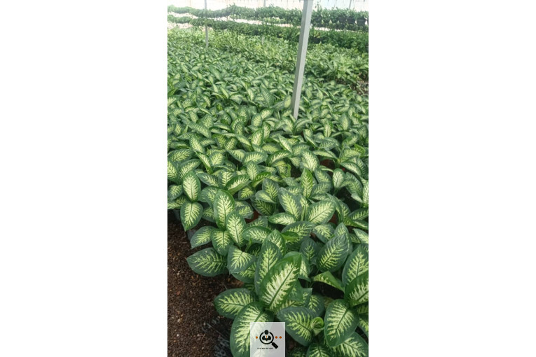 گلسرای آران در مریوان