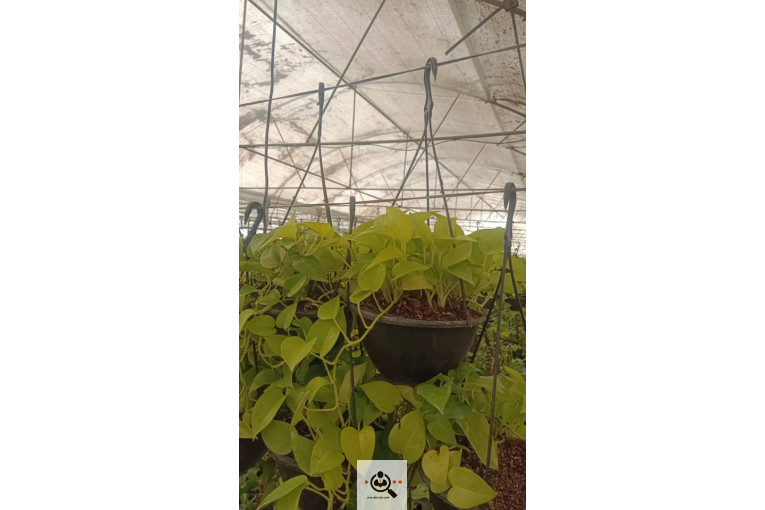 گلسرای آران در مریوان