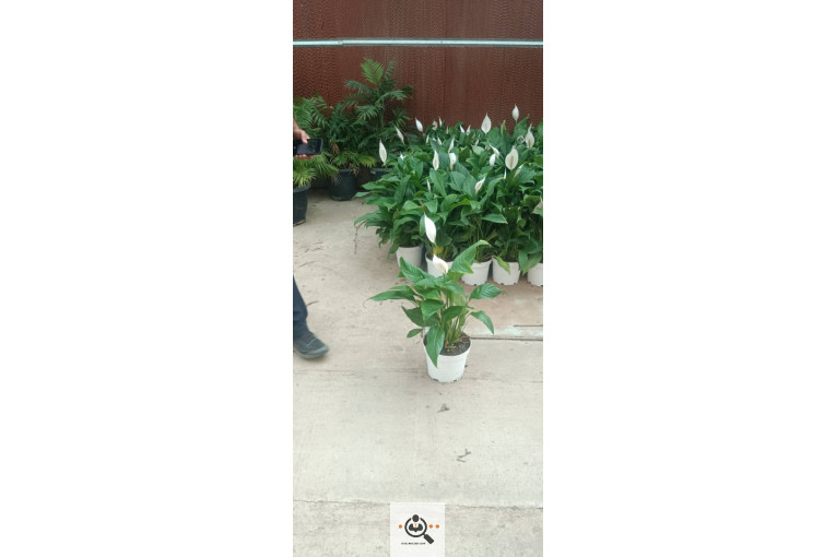 گلسرای آران در مریوان