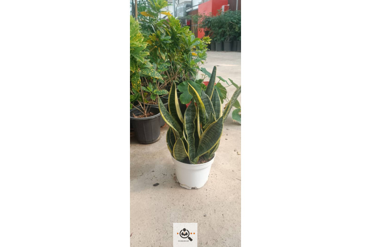 گلسرای آران در مریوان