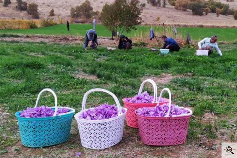 گلسرای آران در مریوان
