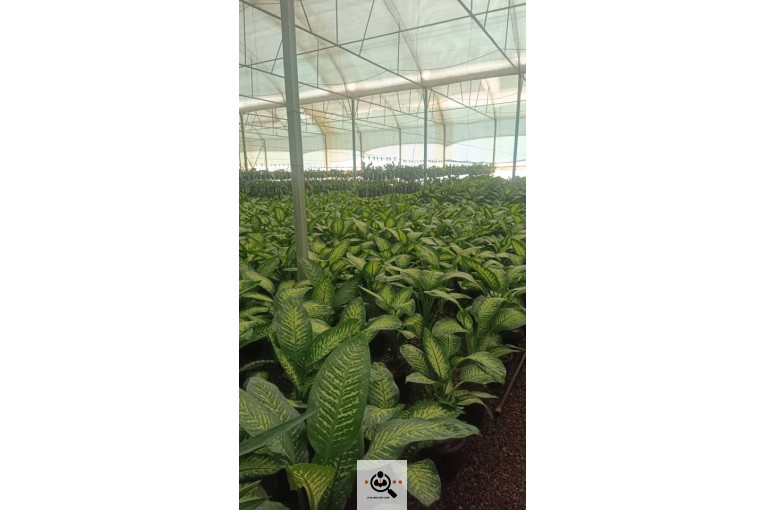 گلسرای آران در مریوان