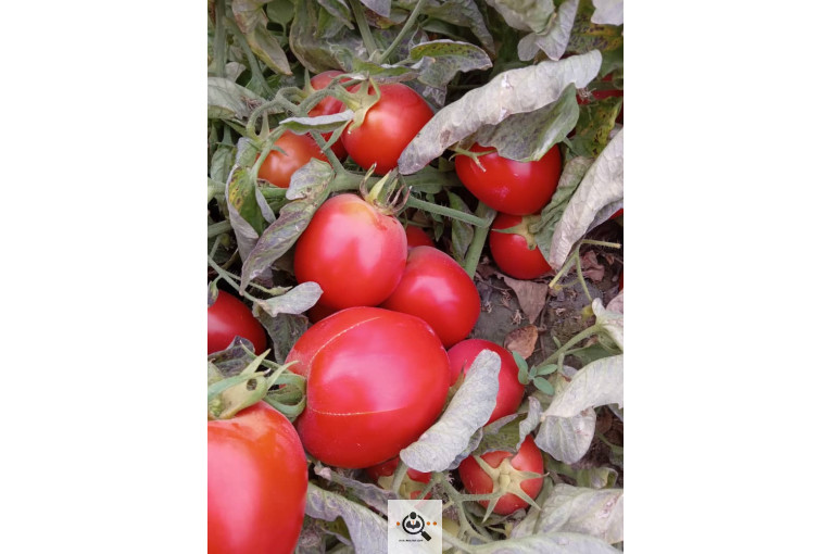 تلفن 09170683292 فروش و صادرات انواع میوه و خشکبار شهریاری