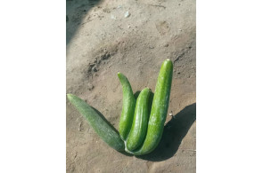 تلفن 09170683292 فروش و صادرات انواع میوه و خشکبار شهریاری