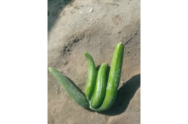 تلفن 09170683292 فروش و صادرات انواع میوه و خشکبار شهریاری