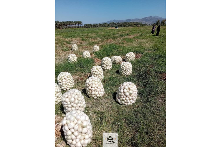 تلفن 09170683292 فروش و صادرات انواع میوه و خشکبار شهریاری