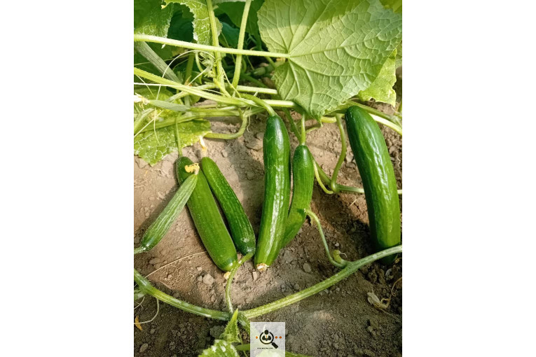 تلفن 09170683292 فروش و صادرات انواع میوه و خشکبار شهریاری