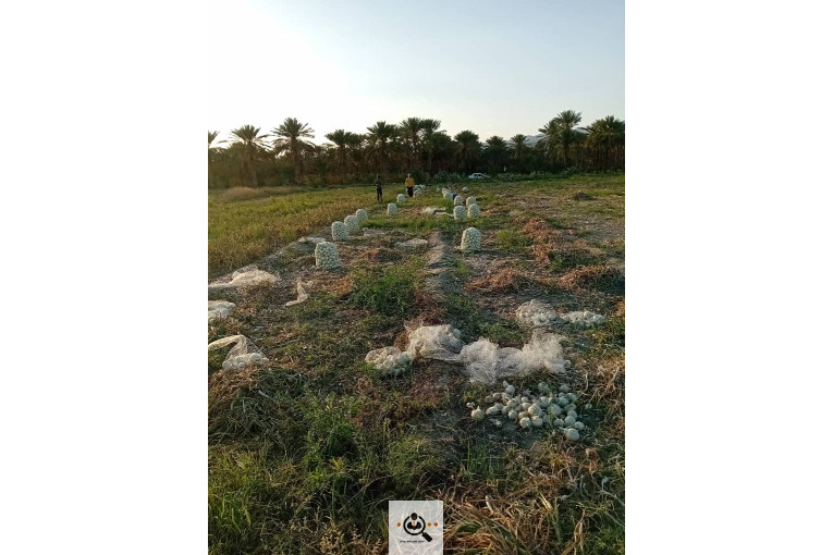 تلفن 09170683292 فروش و صادرات انواع میوه و خشکبار شهریاری