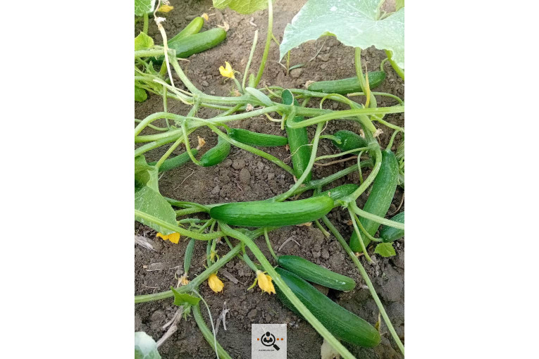 تلفن 09170683292 فروش و صادرات انواع میوه و خشکبار شهریاری