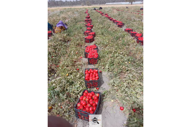 تلفن 09170683292 فروش و صادرات انواع میوه و خشکبار شهریاری