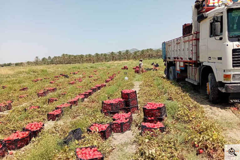 تلفن 09170683292 فروش و صادرات انواع میوه و خشکبار شهریاری