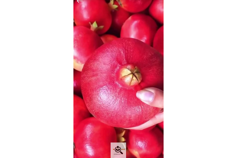 نهالستان شمال غرب میاندوآب علی نهال