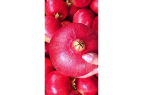 نهالستان شمال غرب میاندوآب علی نهال