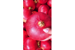 نهالستان شمال غرب میاندوآب علی نهال