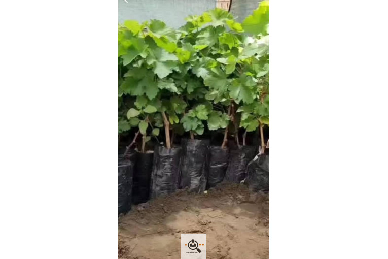 نهالستان شمال غرب میاندوآب علی نهال