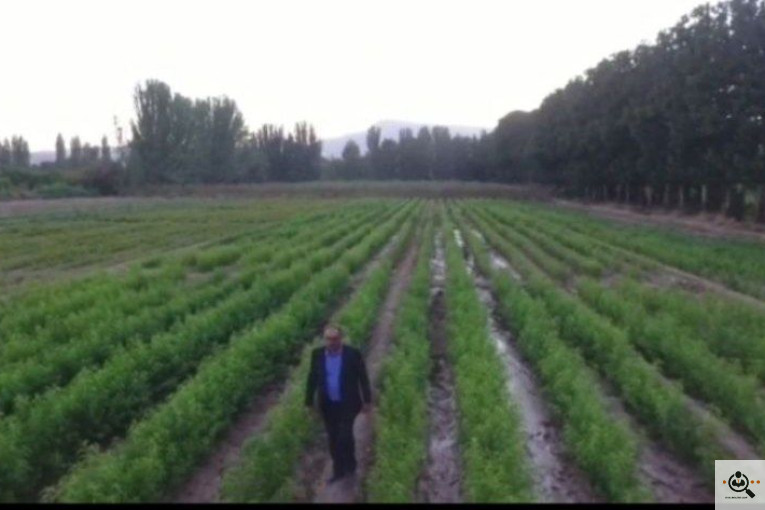 نهالستان قنبری در ارومیه