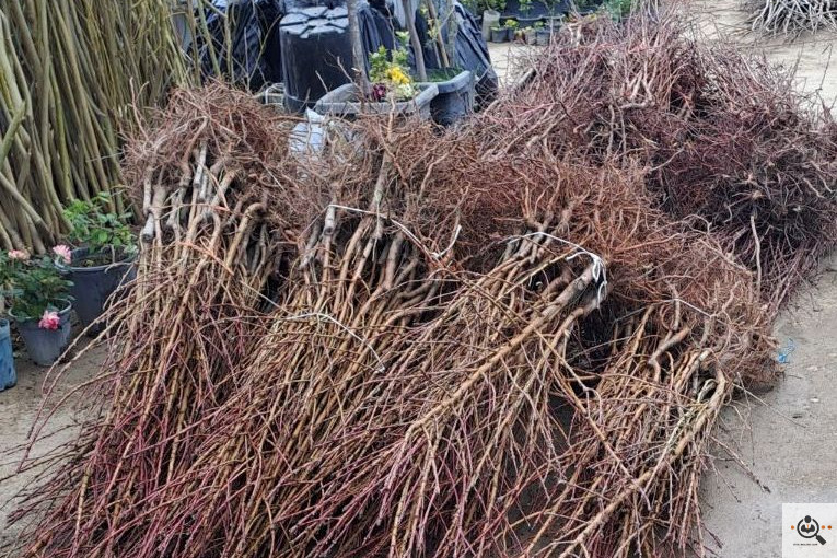 نهالستان قنبری در ارومیه