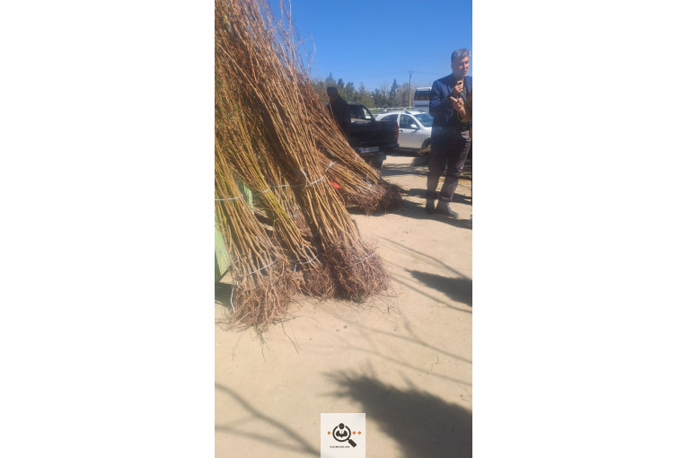 نهالستان قنبری در ارومیه