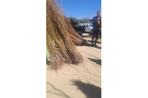 نهالستان قنبری در ارومیه