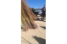 نهالستان قنبری در ارومیه