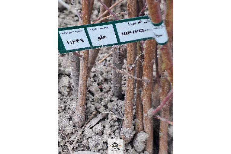 نهالستان قنبری در ارومیه