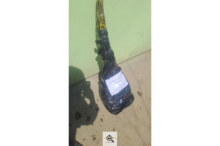 نهالستان قنبری در ارومیه