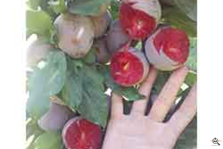 نهالستان متین در میاندوآب