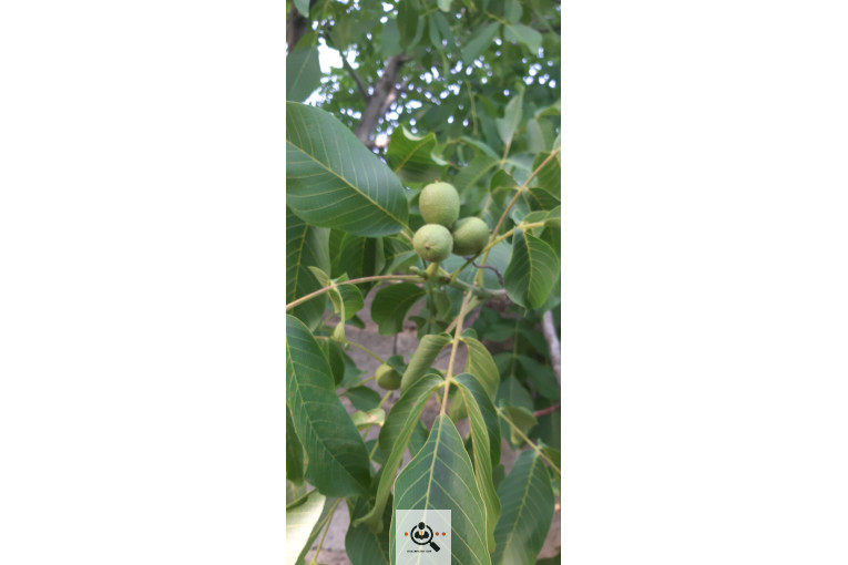 نهالستان گردو کاغذی صادقی در تبریز