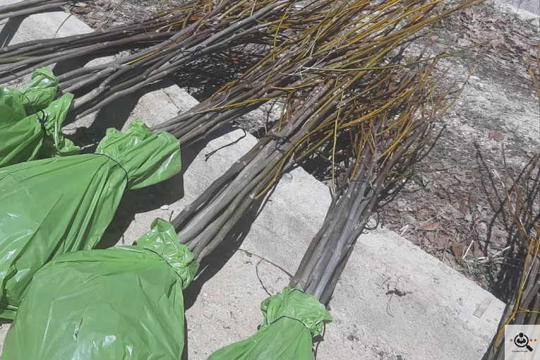 نهالستان گردو کاغذی صادقی در تبریز